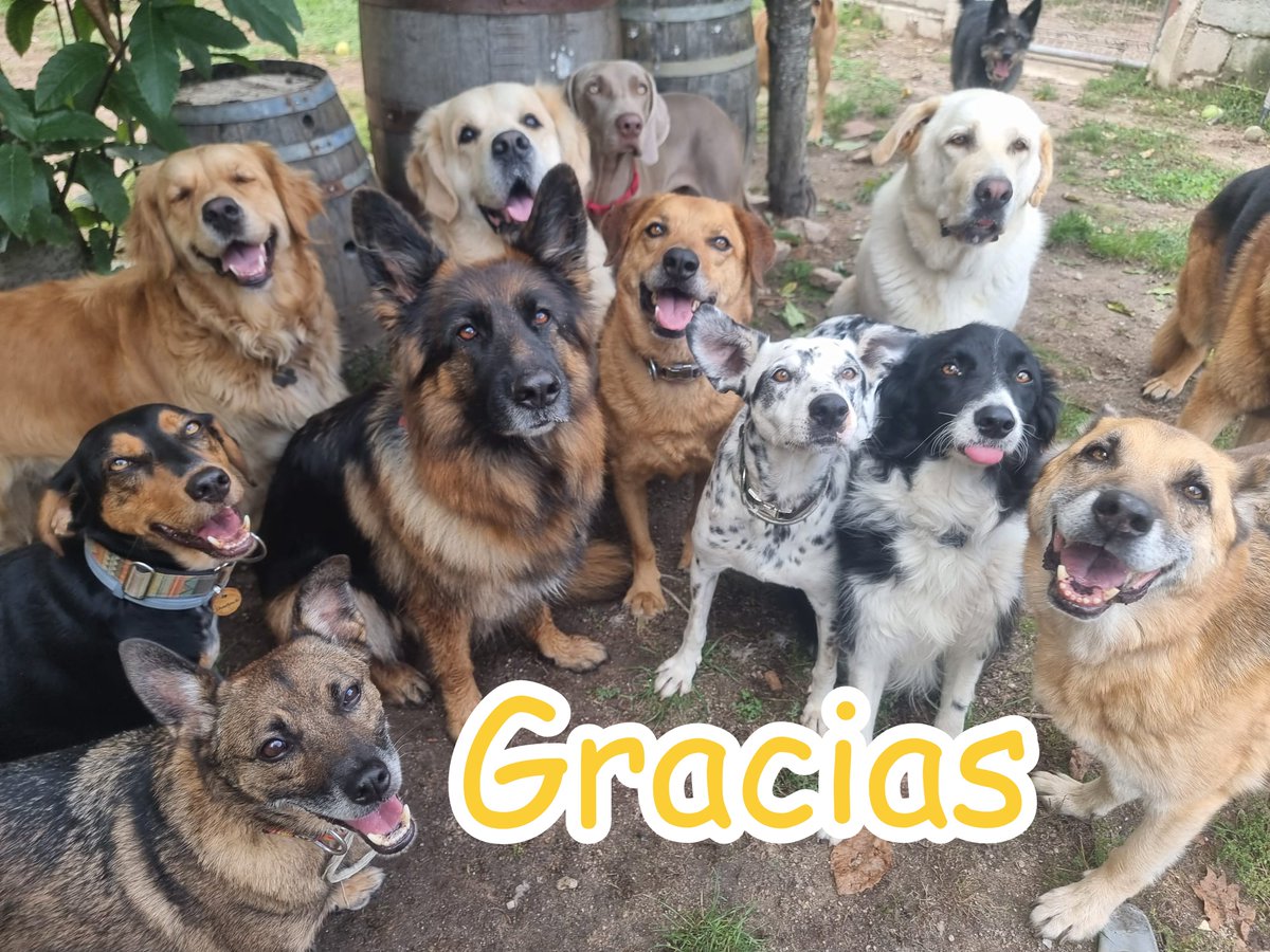 planetazarpa's tweet photo. Hola gente🐾
Mil veces gracias de❤️a #MateoEM, @veganibalecter, @sara_c_r, #AnaIsabelDC, @Atabales_Tocan y
@julcruzf por el mega empujón para liquidar factura de los 🐕🦺,GRACIASSSS 🤗
Nos faltan 332€,toda ayuda es súper importante y significa muchísimo, nos echáis una patita? https://t.co/Upgjntws3Z