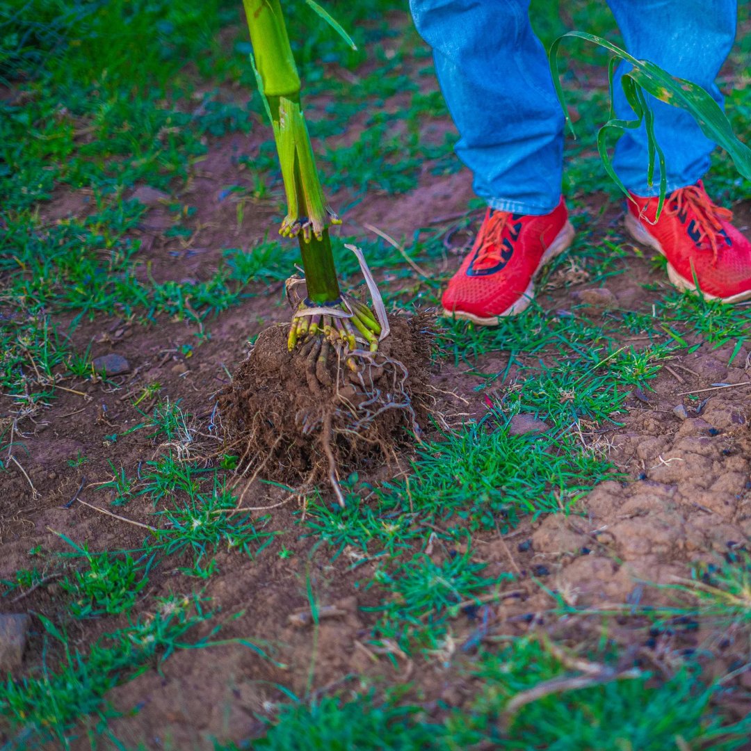 Results speak for themselves!! Just look at the robust stem and extensive root system of John's maize crops after using Panoramix-Gr🌽!
Panoramix-Gr induce profuse root growth, which increases absorption capacity of nutrients leading to improved yield.🌿🌽

#PanoramixGr#KoppertKe