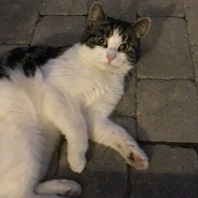 ProfsFelicia's tweet image. 'reh-PAR-i-farj'

Ucapan lantang mengalun mengiringi ayunan wand mengarah kuali.

Hingga tiba-tiba kuali kembali berubah menjadi bentuk kucing seperti semula yang sedang memperhatikan.

"Paham kira-kira naakk?" Tanya felicia pada murid cantiknya @eadmirable.