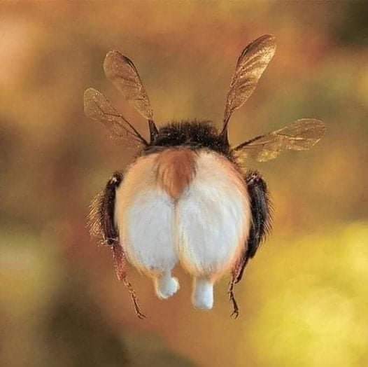 There is a bumblebee poster hanging at the NASA Space Science Center that says: 'The aerodynamic body of bumblebees is not fit to fly, but it's good that the bumblebee doesn't know about it.'