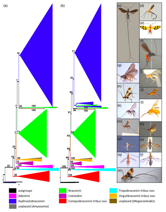 Have a look at our new paper: Phylogeny of the subfamily Braconinae with description of three new tribes. 
resjournals.onlinelibrary.wiley.com/doi/10.1111/sy…