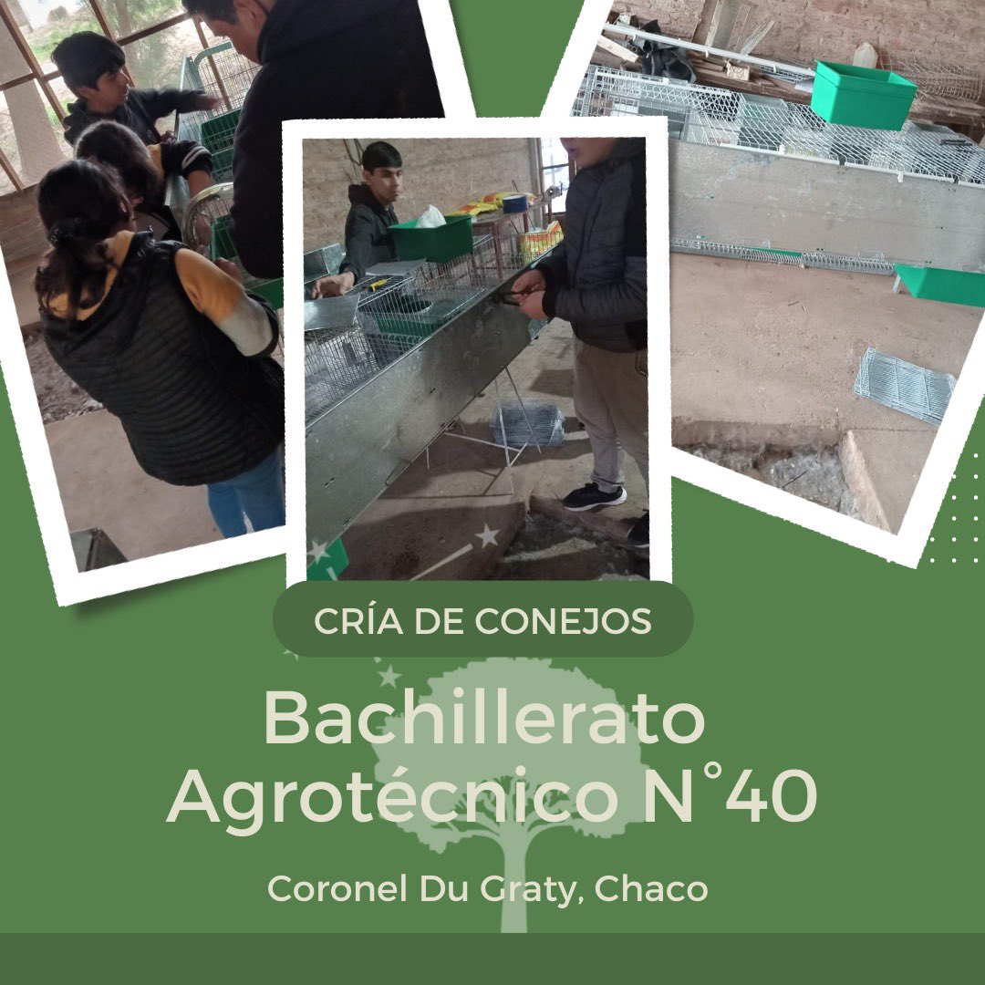 FundEscolares_'s tweet photo. El Bachillerato Agrotécnico N°40, de la localidad de Coronel Du Graty, en la provincia del Chaco, está implementando el proyecto "Cría de conejos". En las fotos podemos observar una jornada de capacitación de los alumnos, para armar y poner en producción las jaulas de cría🐰🌳 https://t.co/P6SAQDZ6ei