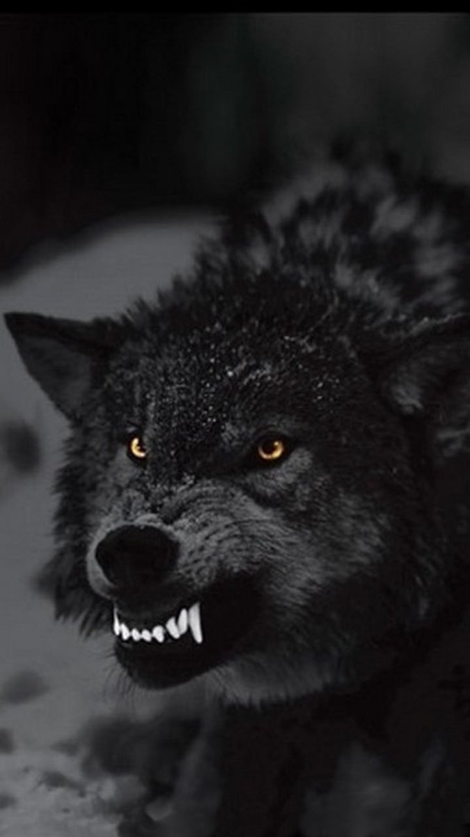 Wolf_lover30's tweet photo. 📷 This powerful depiction captures the untamed spirit of nature, reminding us of the untold strength that resides within us all.

#wolf #wolfpack #wolfdog #wolfsburg #wolftattoo #WolfOfWallstreet #wolfgang #wolfhybrid #wolfenstein #wolford #wolfis  #AppleEvent #VMAs https://t.co/vCUy6QjmHA