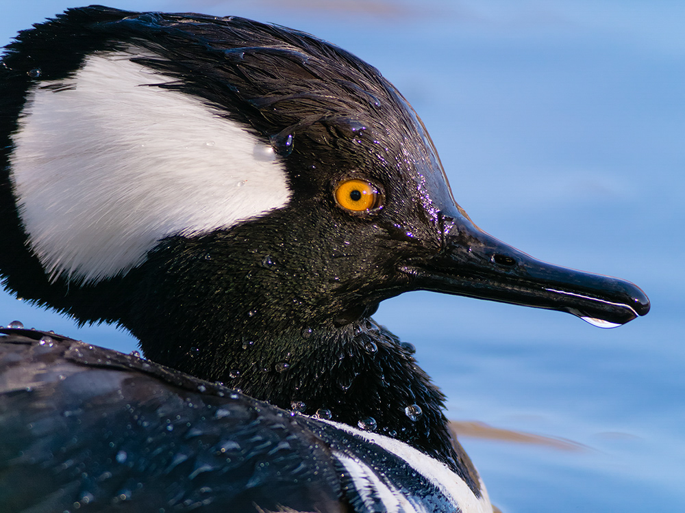 **WE'RE HIRING**
Audubon Great Plains is hiring a Director of Conservation! Do you or someone you know fit the bill?
careers-audubon.icims.com/jobs/5458/dire…

Photo: Hooded Merganser. Tara Tanaka/Audubon Photography Awards