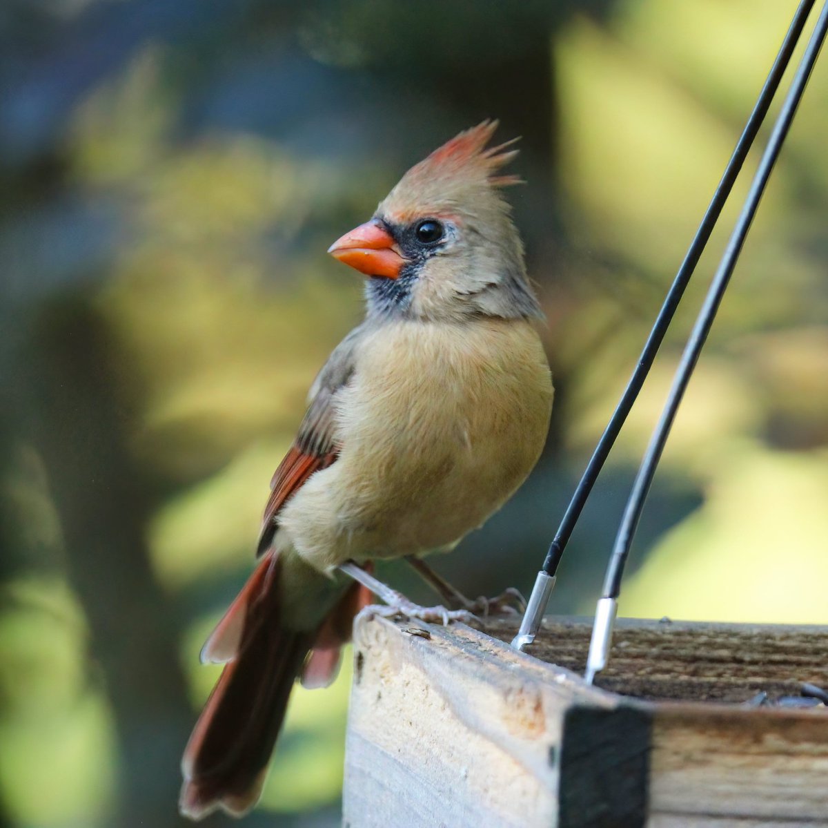 birdhouse_love's tweet photo. Mrs. Cardinal gave us quite the regal pose this morning!
#mrscardinal #femalecardinal #cardinal #cardinals #morning #morningbirding #morningvisit #morningvisitors #birdworld #morningvisitor #ohiobirdworld #ohiobirdlovers #birding #birdingdaily https://t.co/oz5haQB4sH