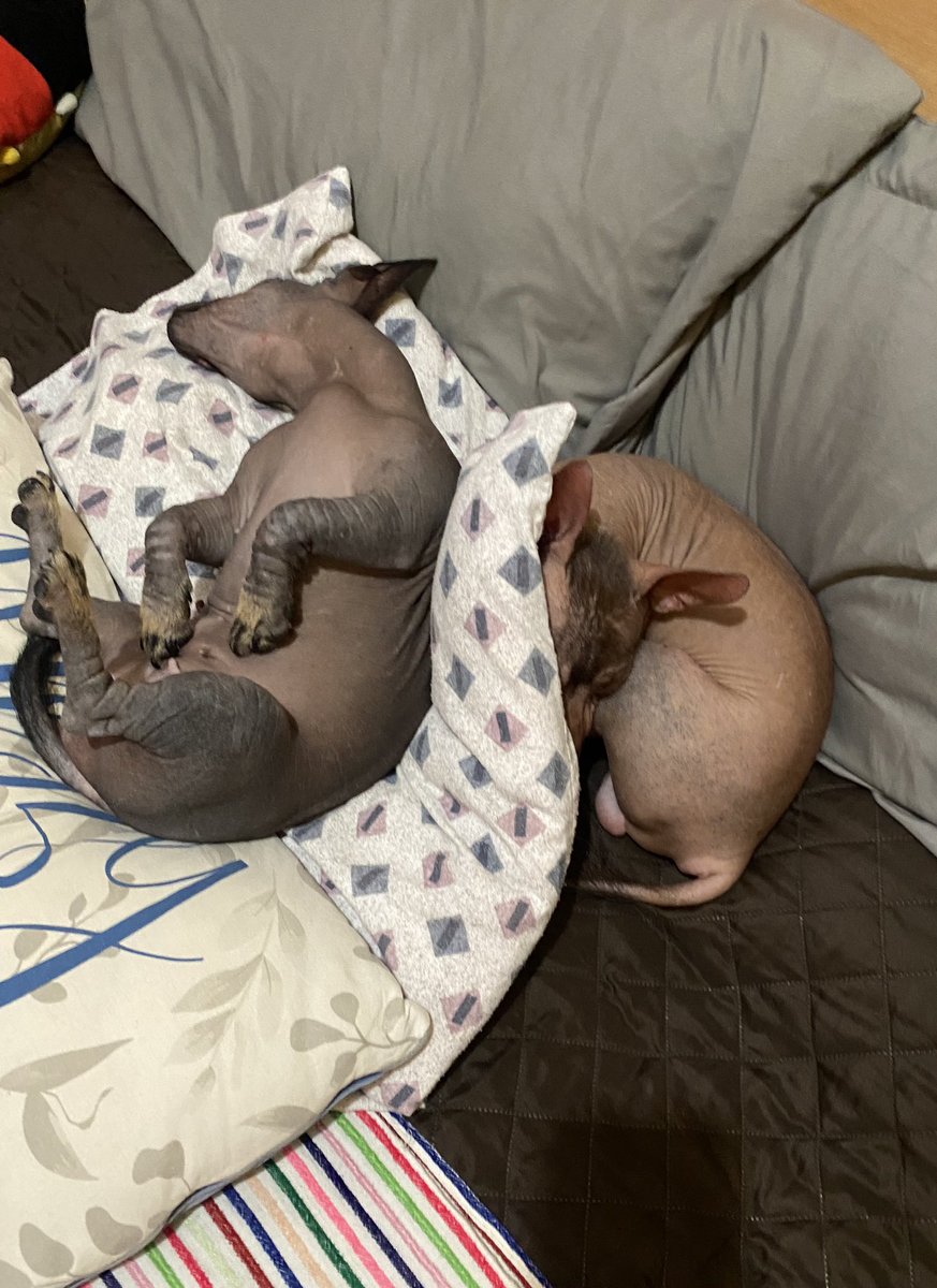 ¡Cómo cuando se apoderan no solo de tu  💙 sino también de tu cama….!🥰🥰🥰🥰🥰
