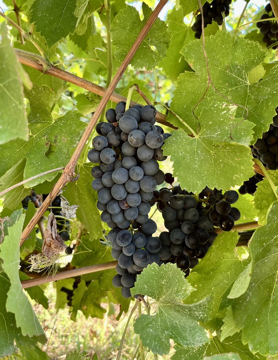 Collection Barbossi tweet media