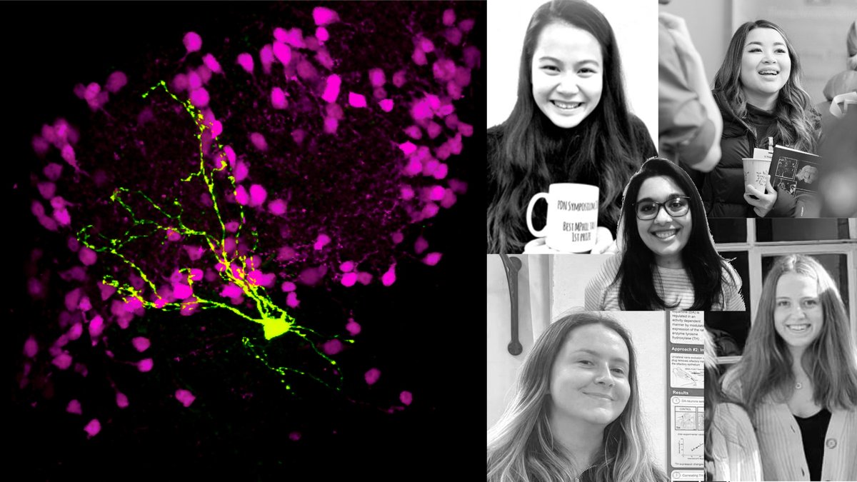 eg_neuro's tweet photo. Looking for #neuroscience reading material? These five got you covered with 2 new preprints📜🧠

➡️Dopaminergic heterogeneity in midbrain and olfactory bulb https://t.co/3pgD6Ye2Z2

➡️Plasticity induced by visual, auditory, olfactory deprivation https://t.co/551pDvftd2 https://t.co/VmGZfbGA7y