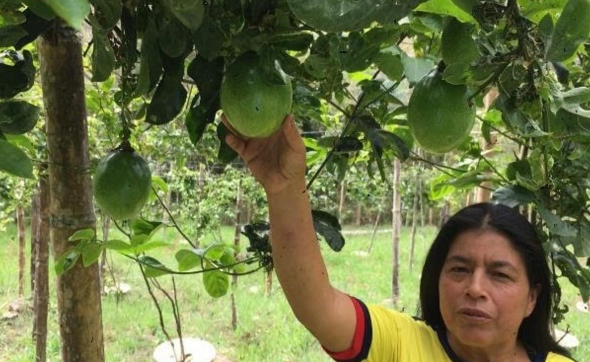 groasis's tweet image. UN Report - Philippines. In Bukidnon indigenous groups are being forced to adapt to the impacts of climate change and using centuries-old knowledge to forged sustainable solutions. globalissues.org/news/2023/09/0…
The #Waterboxx is based on principles of nature.
innovation.wfp.org/project/groasis