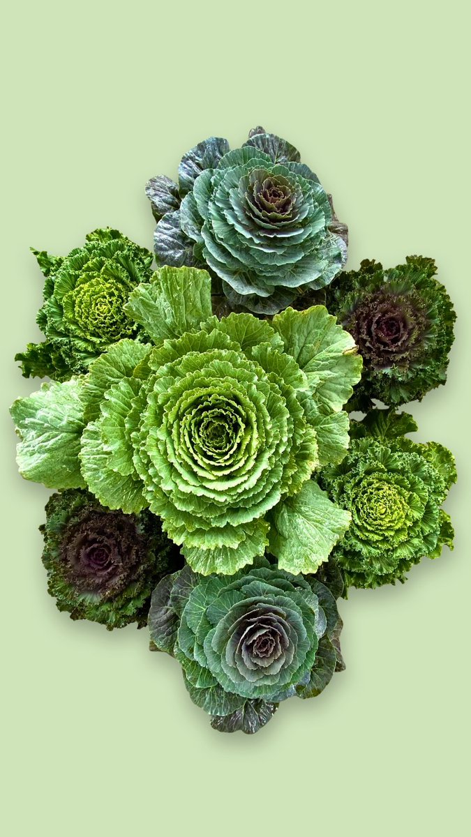 Cabbage has arrived at the Unlimited Earth Care Garden Market! Come and check out what is in stock before it is all gone!

#unlimitedearthcaregardenmarket
#cabbage
#hamptonsgardens
#justfredericoazevedo