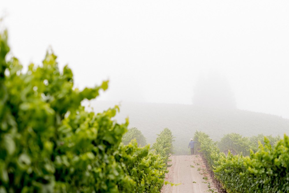 Watching closely
.
.
As harvest is upon us, the vineyards are visited daily and samples taken, it is crucial that we pick our fruit at the perfect moment of ripeness.