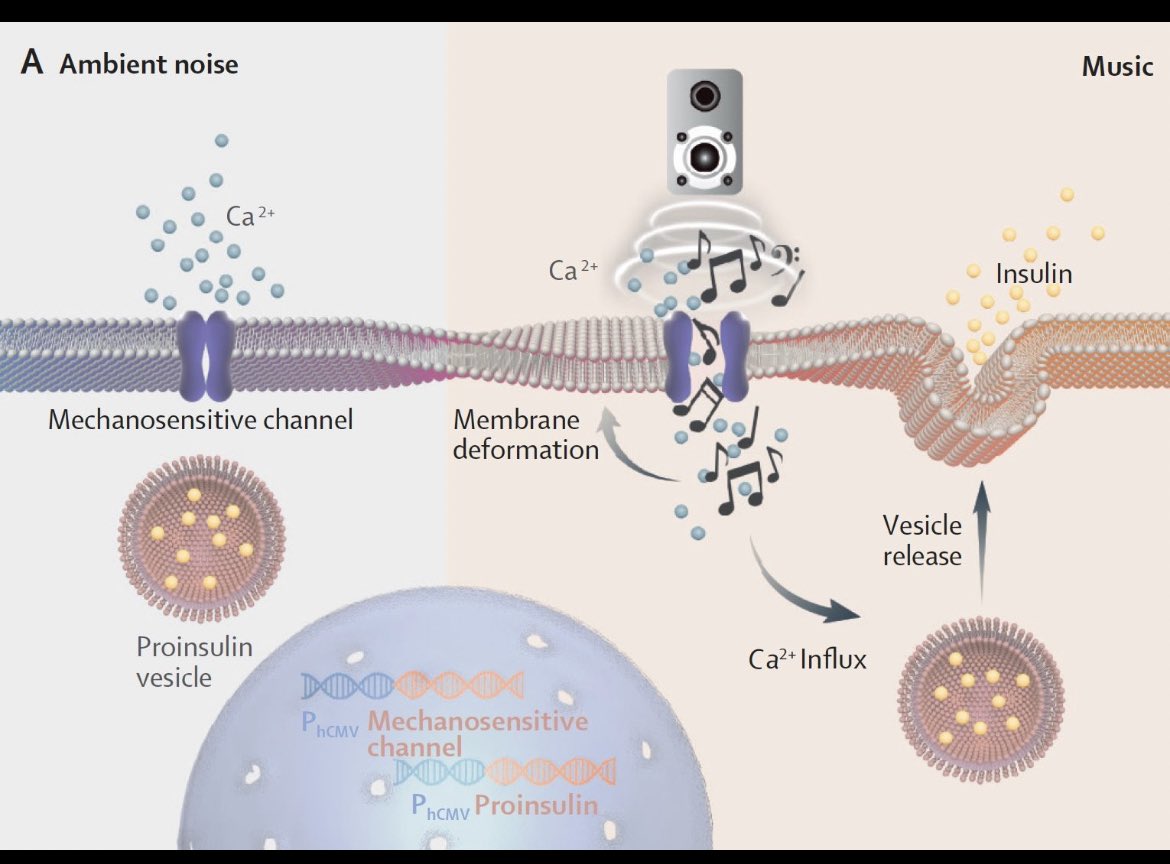 Metal müzik dinleyince hücrelerim böyle oluyor: Metal müziğin dalga boyutu ile görselde olduğu gibi hücre zarımdaki iyon kanalları etkileniyor ve sonuç olarak hücrelerim insülin salgılıyor. 
Gerçek mi? Olabilir çünkü bu yayın ses titreşimi sonucu bunu gerçekleştiren bakteriler