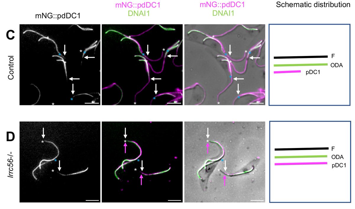 BastinLab_Paris's tweet photo. Great work from Serge Bonnefoy who managed to decipher why dynein arms were only missing at the distal portion of flagella in the LRRC56/ODA8 trypanosome mutant, unravelling an unexpected connection with the docking complex!
https://t.co/4rtg8zuxib https://t.co/XZHQgs7Hs8