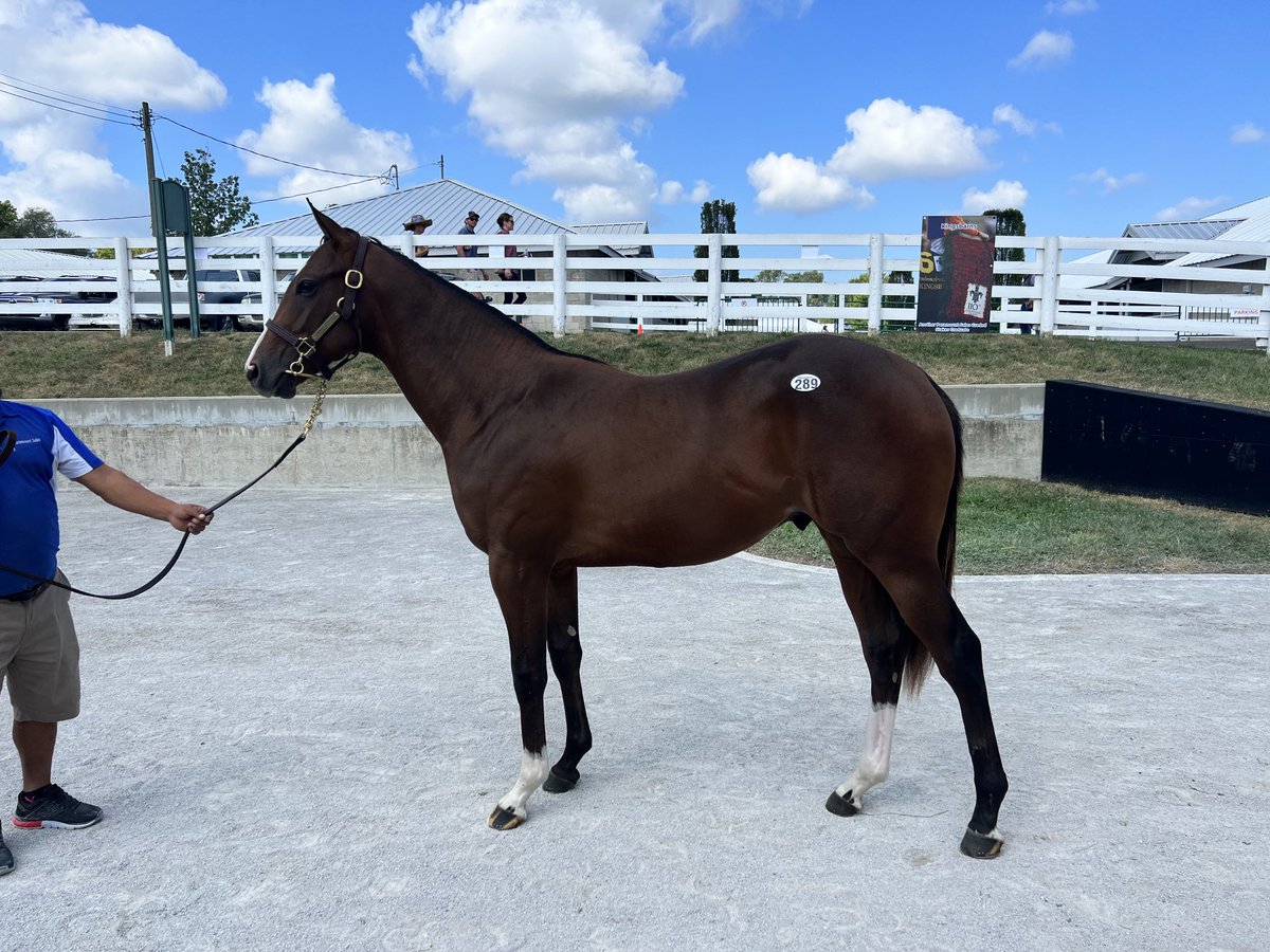 Vincent Colbert tweet media