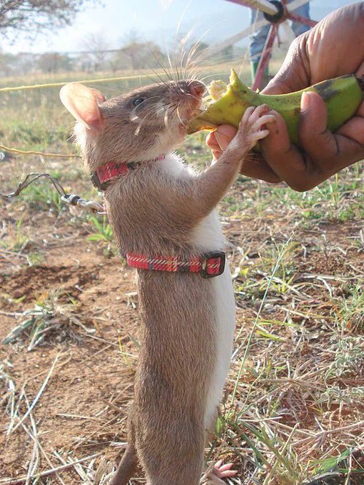 Rainmaker1973's tweet photo. Trained African Giant Pouched Rats have found thousands of unexploded landmines &amp; bombs. Researchers also trained these rats to detect tuberculosis. Most recently they are training them to sniff out poached wildlife trophies exported out of African ports https://t.co/ik6vB0uRLv