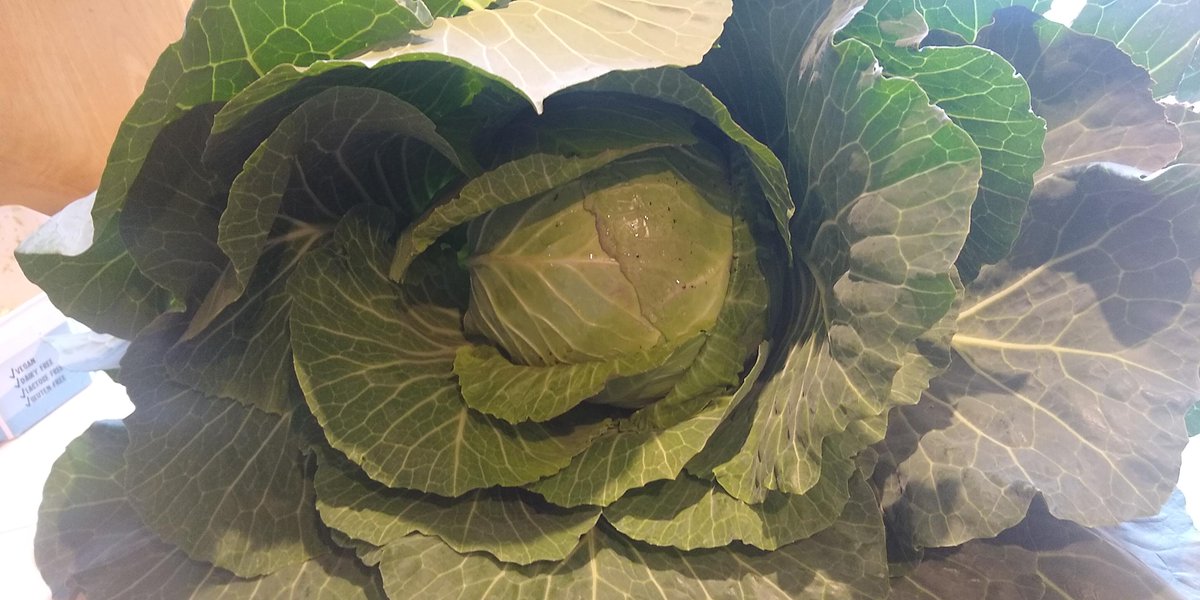 CheltIsGrowing tweet picture