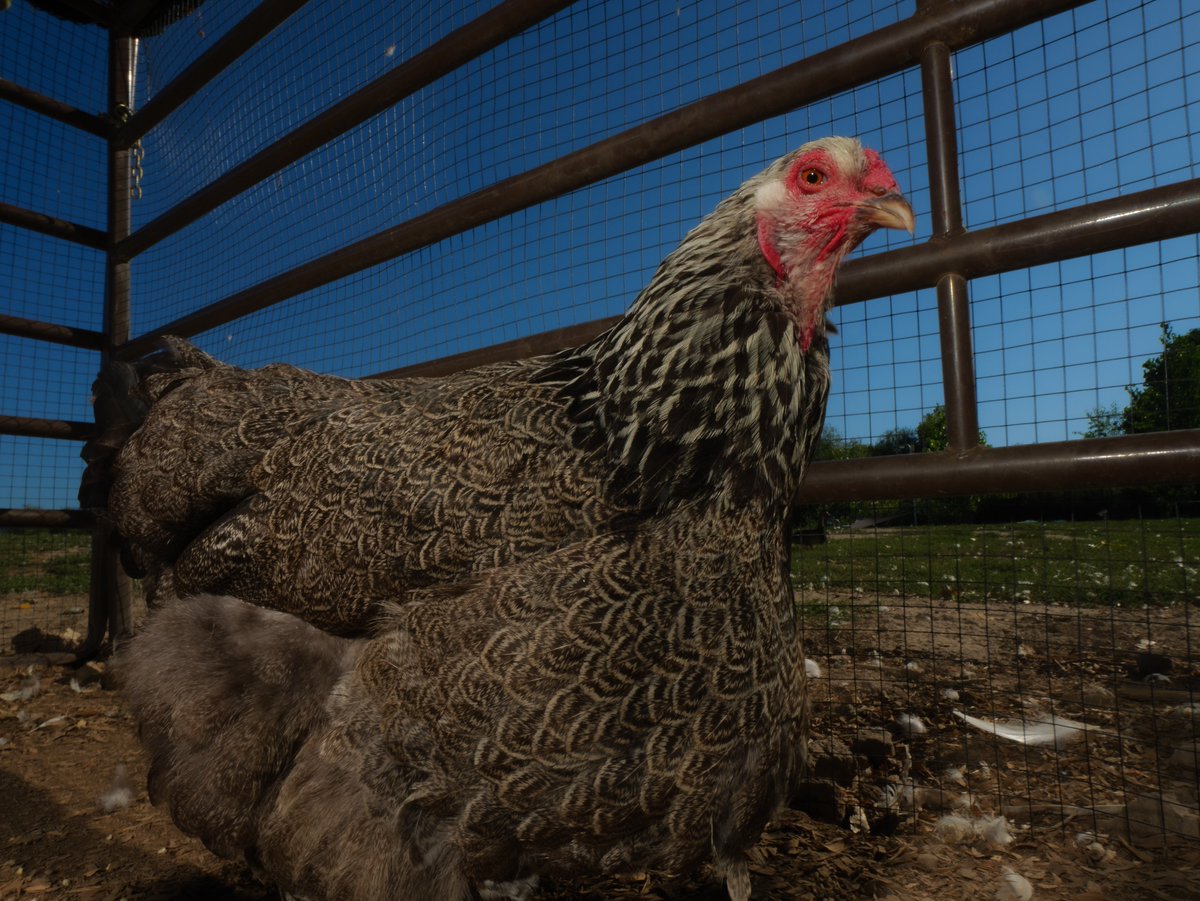 In the shade on a sunny summer day,
The chicken rests, clucking away!

(retweet to send a treat live.ourchickenlife.com)