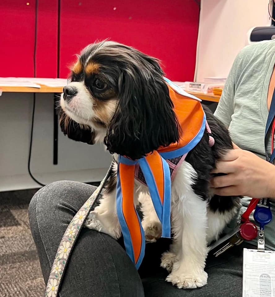 GoodDogTherapy's tweet photo. Ellie might be a relatively new therapy dog, but she’s a natural! https://t.co/qr80zpt3wv