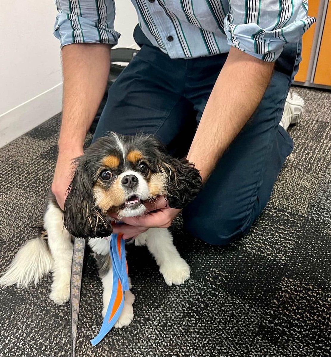 GoodDogTherapy's tweet photo. Ellie might be a relatively new therapy dog, but she’s a natural! https://t.co/qr80zpt3wv