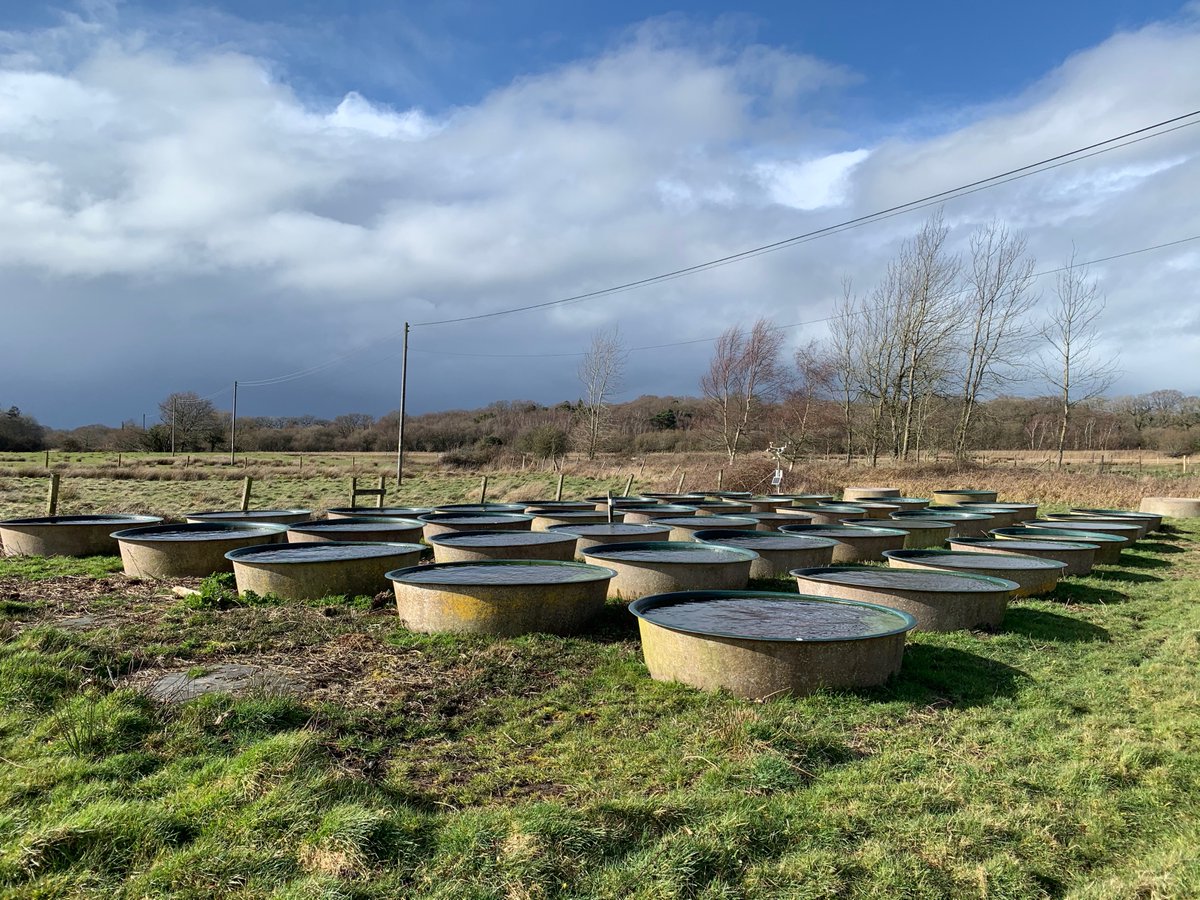 AnaMrtnzRdrgz's tweet photo. We run our experiment for 12 weeks using 40 semi-natural #freshwater ponds to assess the effect of #oilbased #HDPE and #biobased #biodegradable #PLA #microplastics on #macroinvertebrate communities structure and composition ๐ฆ https://t.co/O5hqSMbyQl