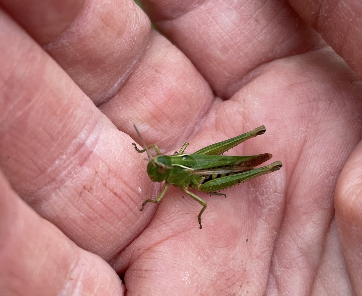 A beautiful green grasshopper, a carrion beetle also known as the undertaker beetle and a hover-fly all live on our farm