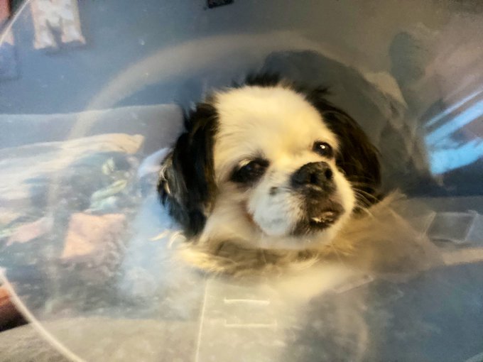 Miss Moo was attacked by a dog 3xs her size last night and was able to walk away with a small bite mark