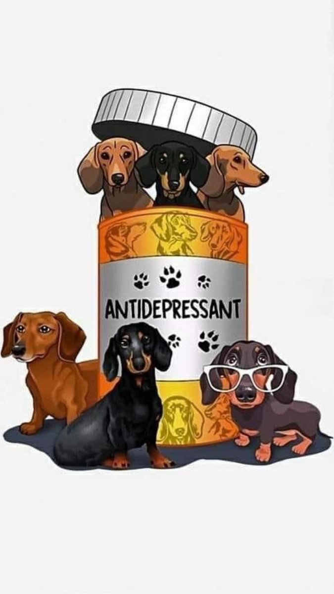 Chidax Dachshunds & Chihuahuas in Devon (@jojotrus) on Twitter photo 