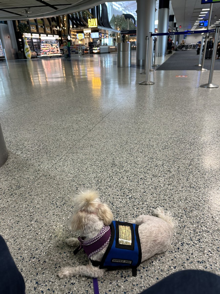 AnnieAdj's tweet photo. Thank you @united for in-terminal #petrelief area🥰🐶❤️ https://t.co/kAVlziEtmC
