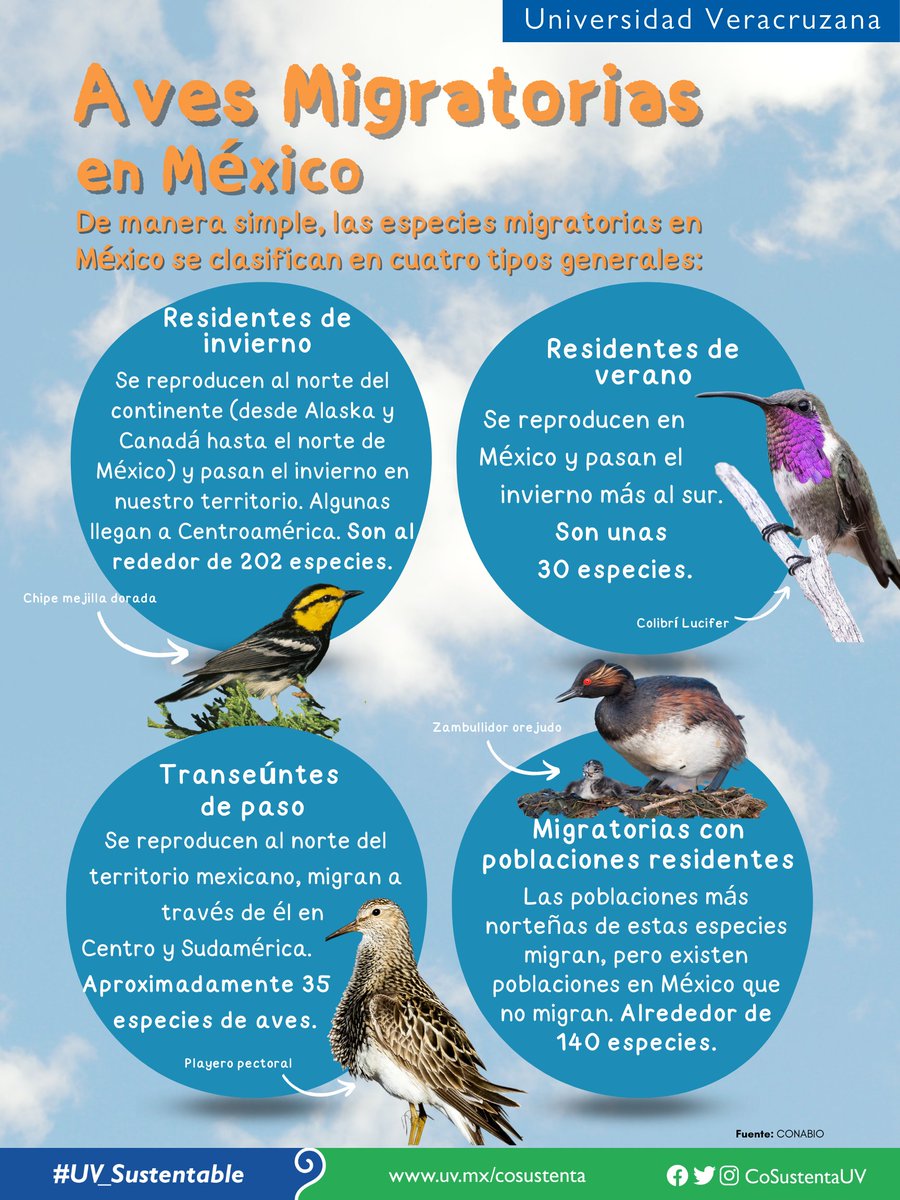 ¿Sabes cuál es la clasificación de #avesmigratorias en México? 🤨🦜🦤🦅🦆Aquí te contamos más al respecto 😉#UV_Sustentable #Xalapa #Veracruz #BocaDelRío #PozaRica #Tuxpan #Córdoba #Orizaba #Coatzacoalcos #Minatitlán #Sustentabilidad #CoSustenta #CoSustentaUV #proaves #aves
