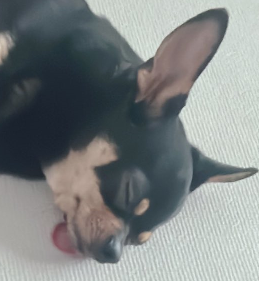 Noobmaster69 tweet media