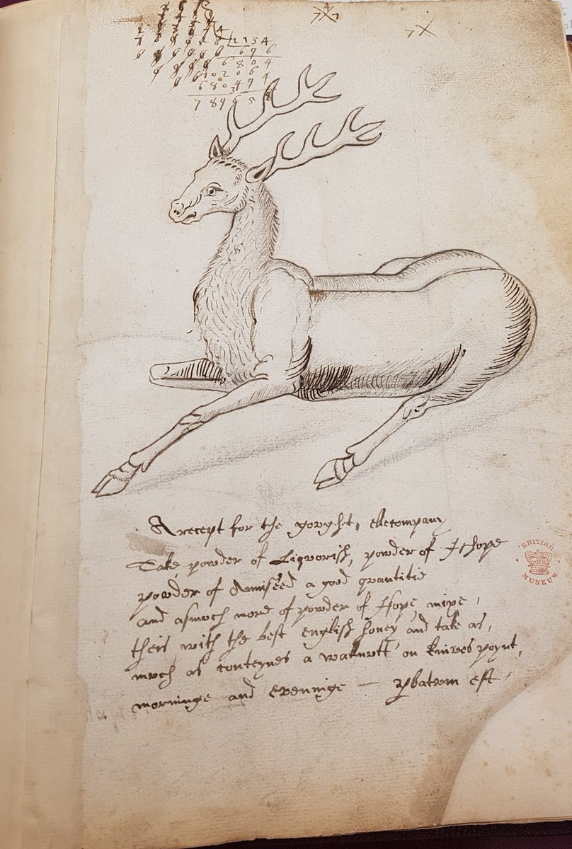 Hidden among some heraldic MSS - a delicious sounding cure for the gout, made with 'best English honey' (plus a rather nice stag)  searcharchives.bl.uk/permalink/f/79… #BLHarley #HiddenCollections #Cataloguing