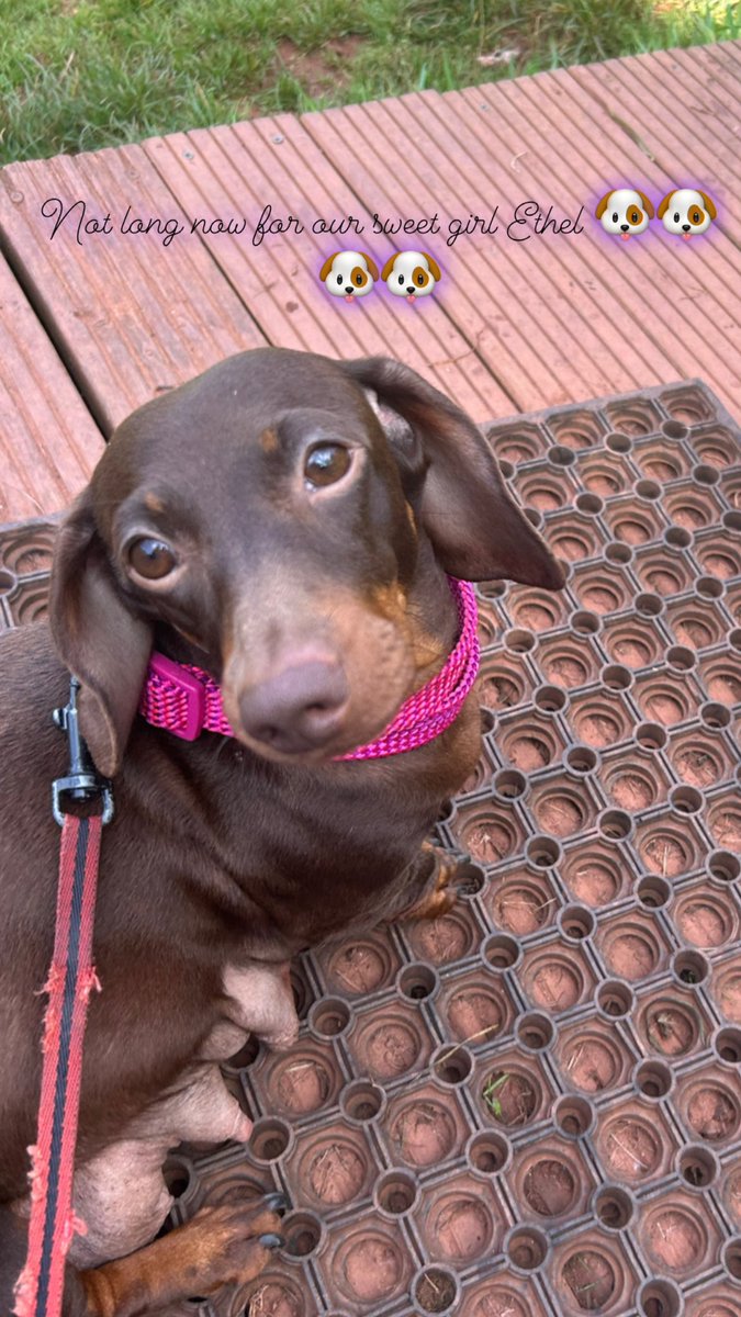 Not long now! 🐶🐶🐶🐶