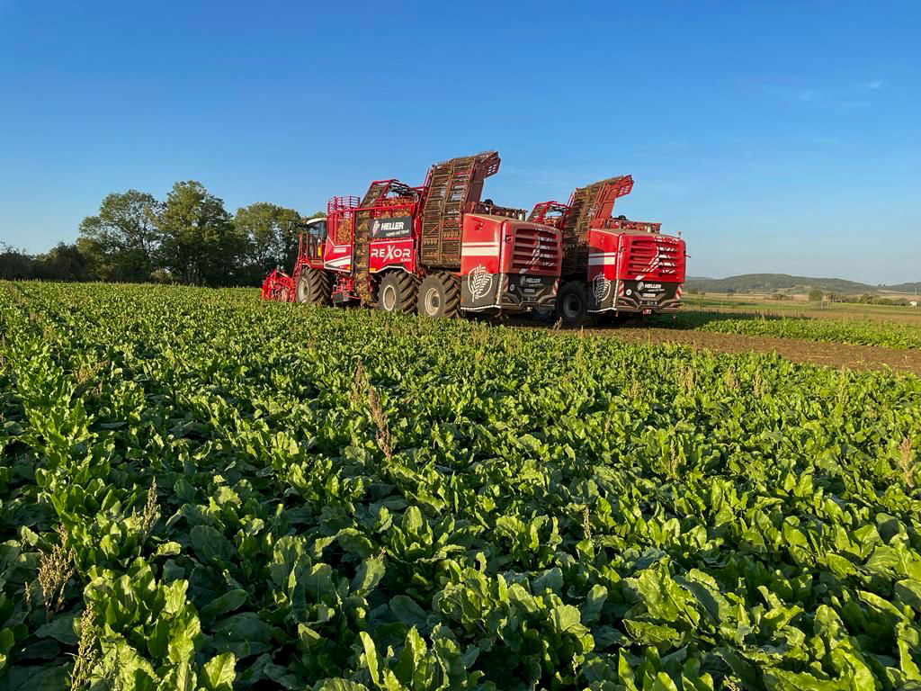 GRIMMEGroup's tweet photo. Here we go 🚀
Two brand new REXOR 6300 harvest their first beets this week.
#GRIMME #REXOR #beetharvest https://t.co/QxcBvpuHFD