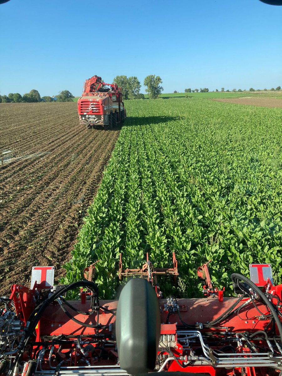 GRIMMEGroup's tweet photo. Here we go 🚀
Two brand new REXOR 6300 harvest their first beets this week.
#GRIMME #REXOR #beetharvest https://t.co/QxcBvpuHFD