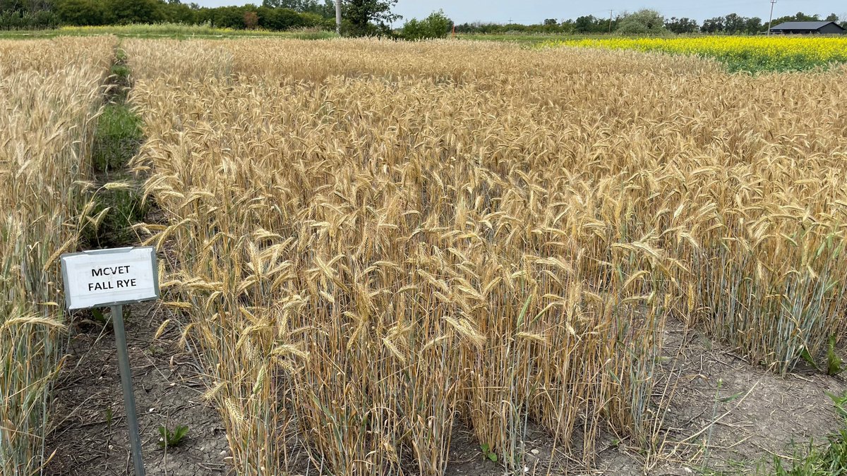 Anne Kirk (@ap_kirk) on Twitter photo Still considering winter cereals? 
 2023 fall rye and winter wheat MCVET data is available at:  seedmb.ca/wp-content/upl… Still considering winter cereals? 
 2023 fall rye and winter wheat MCVET data is available at:  seedmb.ca/wp-content/upl…