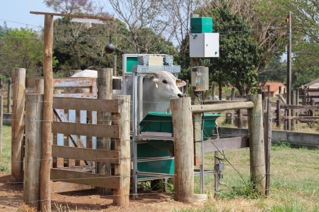 jordanarivero's tweet photo. The latest study of the @GlobalFarmPlatf shows that artificial shading in feedlot systems reduces water and land #footprint and improves #NutrientEfficiency.
This study was led by @embrapa Southeast Livestock and supported by #NewtonFund and @Rothamsted
https://t.co/ZBZvkmPt5w https://t.co/kl4Xp9ion5