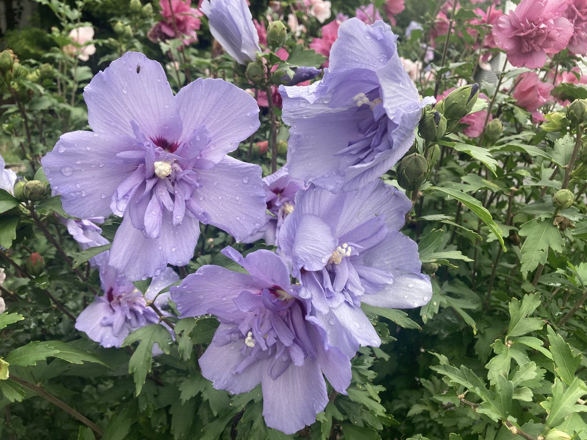 Saw these beautiful #blooms walking up the street in #NewRochelle #gardening #flowers