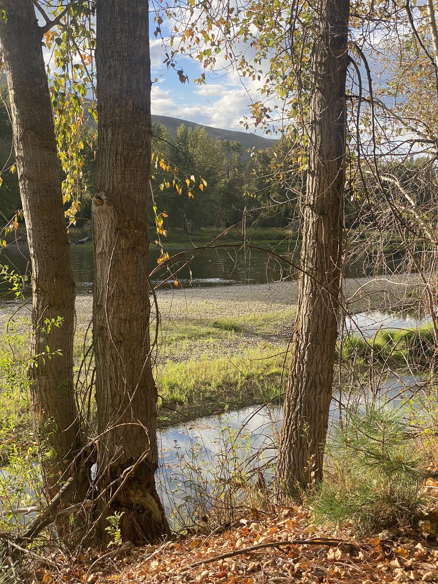 Libby Ehlers, PhD tweet media