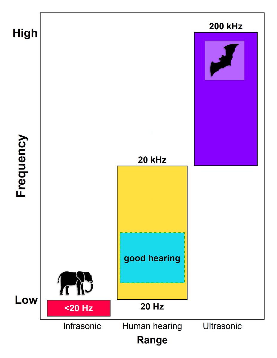 Acoustical Society of America tweet media