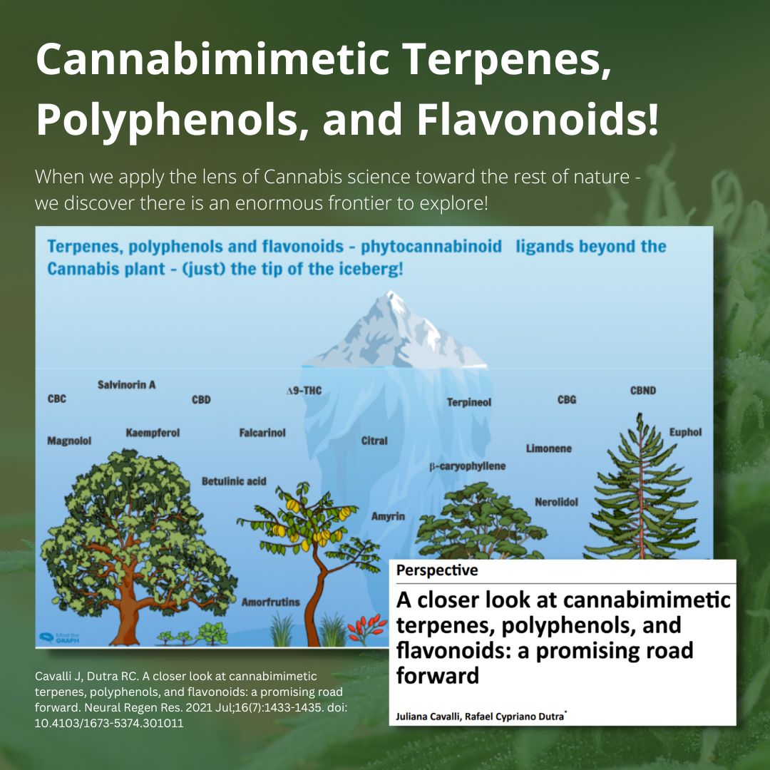 Cannabimimetic terpenes, polyphenols and flavonoids - oh my!

ncbi.nlm.nih.gov/pmc/articles/P…

#CannabisEducation #CuriousAboutCannabis