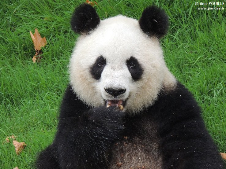 pandas_fr's tweet photo. 🐼😢 La femelle #panda #BingBing, née le 6 août 1986 au zoo de #Chengdu, doyenne des #pandas est morte le 16 mars dernier. Elle est notamment la mère de #LunLun @ZooATL & #BingXing @zoomadrid + la grand-mère de #YuanZi @zoobeauval
📸24 mai 2013 /J. Pouille
https://t.co/VVGYVlPH9K https://t.co/Wgk8OGqnns