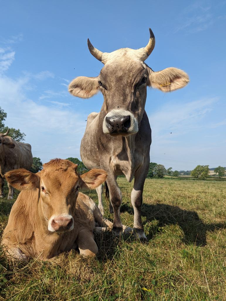 ahimsamilk's tweet photo. Soon Bhima will be bigger than his mother.🥰 https://t.co/X7EoiBw0eY