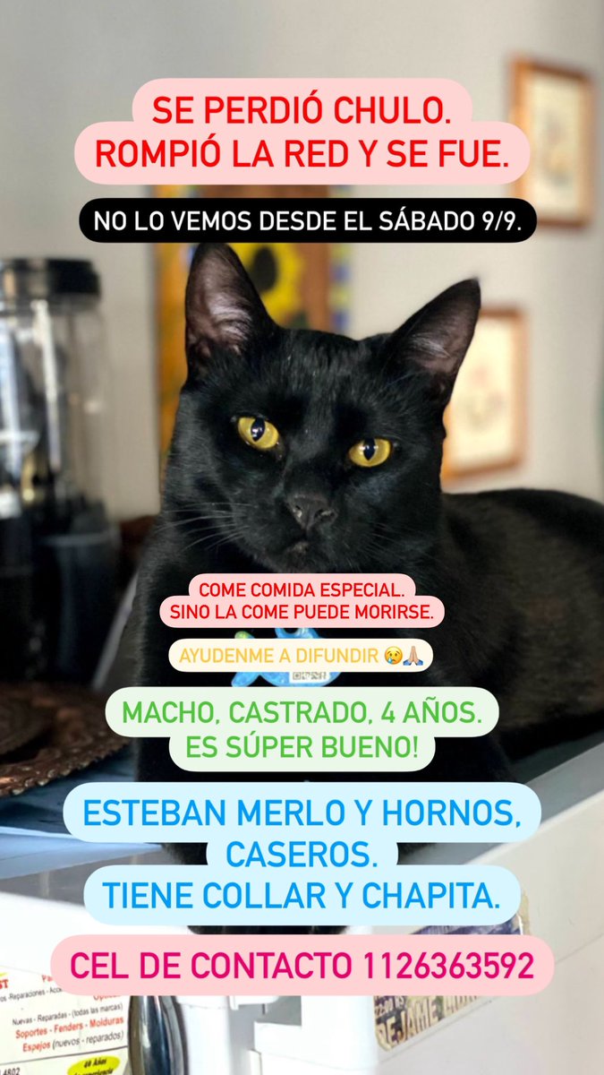 brunellamaffei_'s tweet photo. NECESITO QUE ME AYUDEN A DIFUNDIR‼️‼️
CHULO NO PUEDE COMER CUALQUIER COMIDA, PORQUE PRÁCTICAMENTE SE MUERE😔
NECESITO QUE VUELVA 😢 
SE FUE EL SÁBADO 9/9.
MACHO, CASTRADO, BUENASO.
TODO NEGRO🐈‍⬛
ZONA CASEROS, MERLO Y HORNOS📍
CONTACTO 1126363592📞OFREZCO RECOMPENSA. https://t.co/X0eIXKad3d