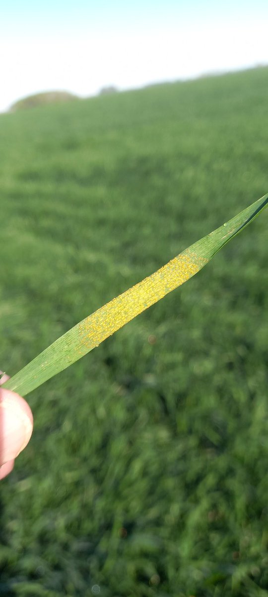 No sé si están más lindos los trigos o la roya...