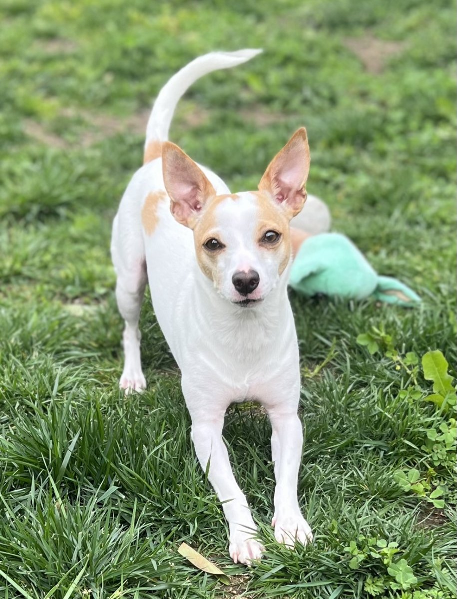 Dog Bless You tweet media