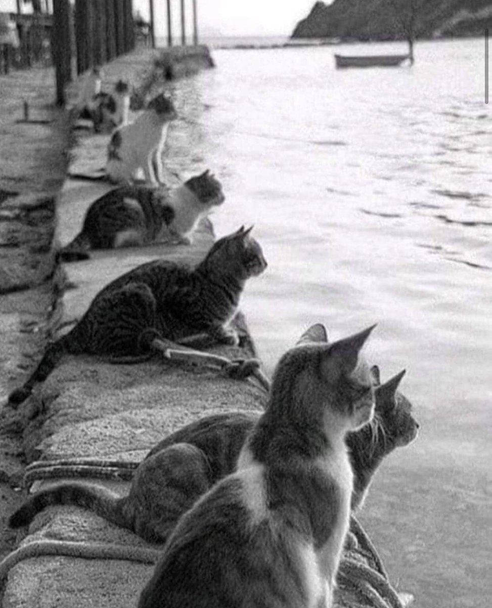 Ara Güler’in kadrajından, balıkçıları bekleyen İstanbul kedileri, 1970.