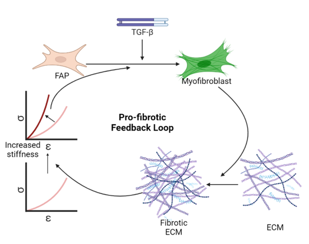 This #ArticleinPress comes courtesy of <a href="/UCDavisPMR/">UC Davis Physical Medicine and Rehabilitation</a> Thrown for a Loop: Fibro-Adipogenic Progenitors in Skeletal Muscle #Fibrosis (Taryn Loomis and Lucas R. Smith):

ow.ly/JNAK50PKKzY

#StemCells #EMC