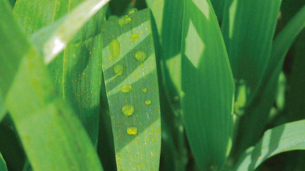 AGPB_Cerealiers's tweet photo. 📢Notre appel à @gouvernementFR pour + de dialogue et de cohérence !
➡️Il ne s’agit pas d’être pour ou contre les pesticides mais bien de s’assurer de développer des solutions   viables pour protéger les cultures et garantir l'alimentation de tous  !
👀CP👉https://t.co/19MMFjQ5p2 https://t.co/gYLn8Ku6UI
