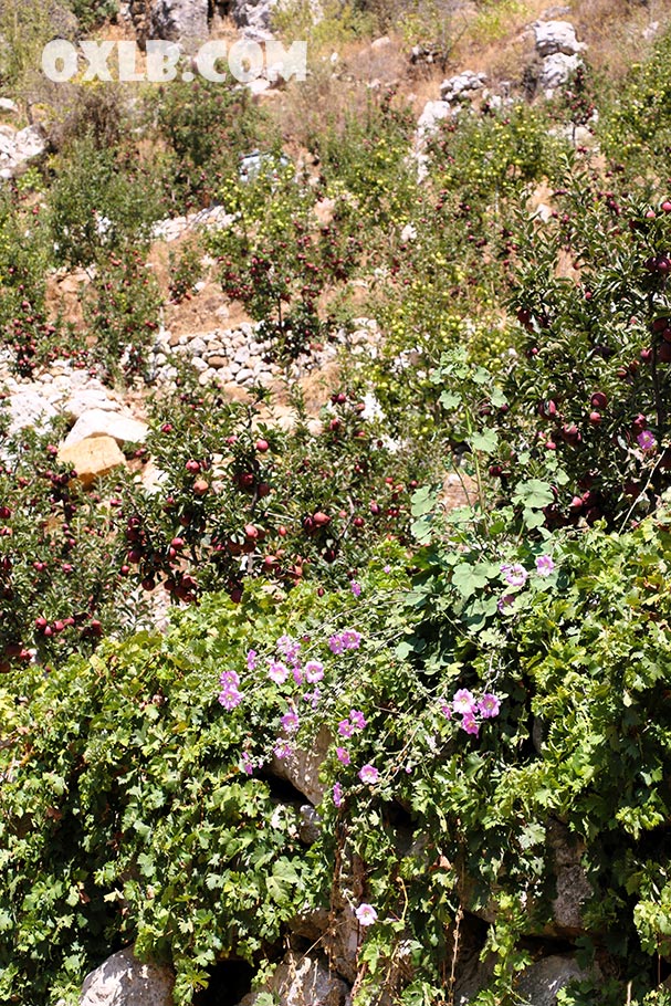 onefineart's tweet photo. Some details near the path we saw in the previous posts: Apple trees, Sannine, flowers... (Baskinta Dar El Adab) - New films are released on our YouTube Channel https://t.co/zbEdIjc634 

#lebanon #baskinta #apples #appletree #livelebanon #discoverlebanon #youtube #sannine https://t.co/HNuWtx9Azg