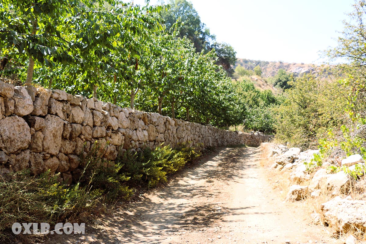 onefineart's tweet photo. Some details near the path we saw in the previous posts: Apple trees, Sannine, flowers... (Baskinta Dar El Adab) - New films are released on our YouTube Channel https://t.co/zbEdIjc634 

#lebanon #baskinta #apples #appletree #livelebanon #discoverlebanon #youtube #sannine https://t.co/HNuWtx9Azg